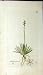 1799 Sowerby Botanical Plant Tofieldia Palustris Print