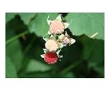Berries Botanical Photographic Poster Print by Crystal Morton, 20x16