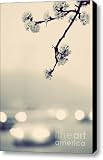 blooms and bokeh Canvas Print / Canvas Art - Artist Katya Horner