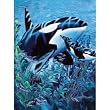 New Signature Collection Queen Size Orcas Killer Whale Korean Mink Blanket