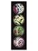 iPop Clicks gina + matt Natural 4-Pack Magnet Set