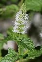 500 SPEARMINT (English Mint) Mentha Spicata Herb Flower Seeds