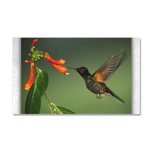 22 x 14 Wall Vinyl Sticker Green Violetear Hummingbird