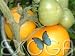 Tomate Golden Jubilee - Stabtomate Tomaten Samen