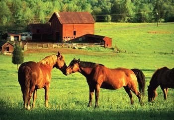 Childrens Toyshop  Toys : Kissing Horses 200 piece Jigsaw puzzle