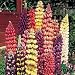 Lupin Tutti Frutti