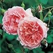 Strawberry Hill English Rose Bush, Five Gallon Container