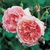 Strawberry Hill English Rose Bush -- 12 by 12 Inch Container