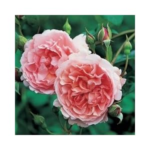 Strawberry Hill Pink English Rose Bush pink english rose bush strawberry hill