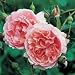 Strawberry Hill English Rose Bush, Five Gallon Container