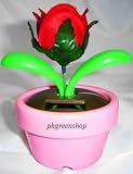 cover of Solar Novelty Wonder Rose