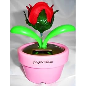 Solar Novelty Wonder Rose