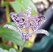 Japanese Toad Lily 20 Seeds/Seed -Tricyrtis