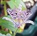 Japanese Toad Lily 20 Seeds/Seed -Tricyrtis