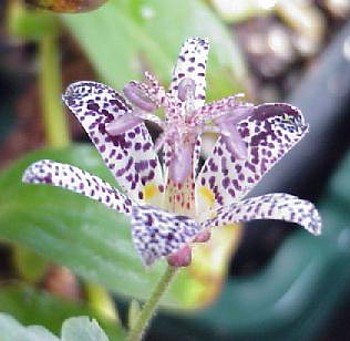 Japanese Toad Lily 20 Seeds/Seed -Tricyrtis