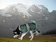 Water Resistant Kennel Deluxe Dog Blanket Coat Jacket with Reflective Safety All Sizes