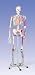 Anatomical Human Super Skeleton w/ Stand & Cover