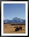 Bison in a Meadow, Jackson Hole, WY Framed Art Poster Print by Allen Russell, 39x49