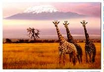 Amboseli National Park, Kenya (1000 pc puzzle)