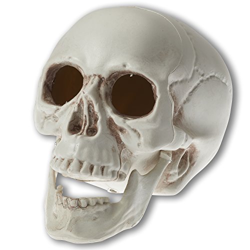 Prextex 6.5 inch realistic looking skeleton skull for b…