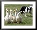 Shep, a Two-Year Old Border Collie, Herds Ducks Framed Art Poster Print, 31x25