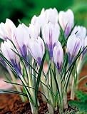 Silver Coral Giant Crocus 12 Bulbs-White & Purple!