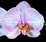 Phal Jungle Tapestry 'Giant' x Phal San Luca '#1'