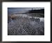Frost-Covered Grasses and Early Morning Mist over Teton Marsh Area Framed Art Poster ...