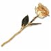 24kt Gold Trimmings Lacquered Real Cream Rose