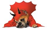 Paper Magic Group 33524 Zelda - Devil Pet Costume Size Small