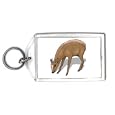 Keychain with ruminant, deer, mammal, ungulate