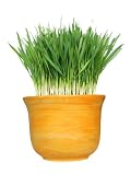 Wheat Grass -- Set of 3 Plants