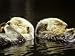 Pair of Sea Otters (Enhydra Lutris) Eating Moon Snails in the Water Animal Photographic Poster Print by Jeff Foott, 30x40