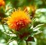 Organic Deep Orange Poor Man's Safflower 100 Seeds
