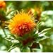 Organic Deep Orange Poor Man's Saffron Safflower 100 Seeds -Carthamus- SALE