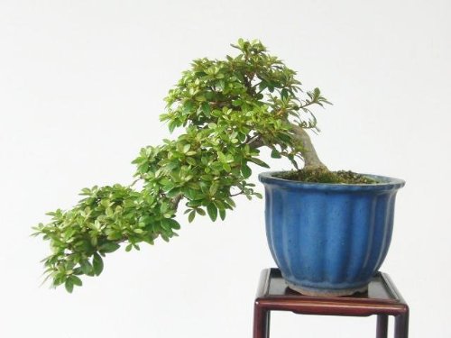 さつき盆栽　懸崖　鶴翁（かくおう）
