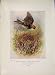 Meadow-Pipit Titlark Bird Egg Colour Antique Old Print