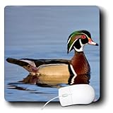 Danita Delimont - Ducks - Wood Duck, Aix sponsa, male in wetland, Marion Co. IL - MousePad (mp_205625_1)