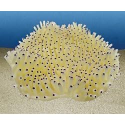 Nature's Image Artificial Corals: Carpet Anemone White by