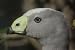 Cape Barren Goose Taxidermy Photo Reference CD
