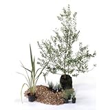 ドライ 日なた セットアップガーデン ハーブ 植木 苗 セット商品