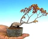 Matsumurae Japanese Maple 15 Seeds - Outdoors or Bonsai