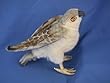 FALCON PLUSH TOY 10" H