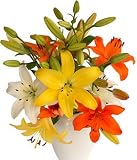 Asiatic Lilies