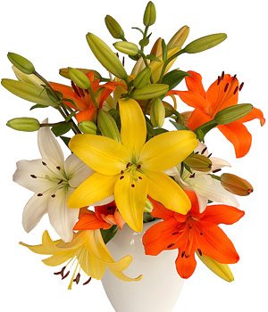Asiatic Lilies