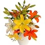 Asiatic Lilies