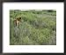 Chincoteague pony in the brush Framed Art Poster Print by Al Petteway, 22x18