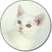 from Fridge Magnets American Wire Cat Fridge Magnet Stocking Filler, Ref:AC-86FM
