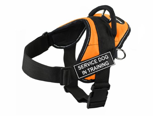 service dog in training harness