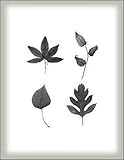 Multiple Leaves IV Beautiful MUSEUM WRAP CANVAS Print with Added BRUSHSTROKES William Cahill 16x20 Multiple Leaves IV Beautiful MUSEUM WRAP CANVAS Print with Added BRUSHSTROKES William Cahill 16x20